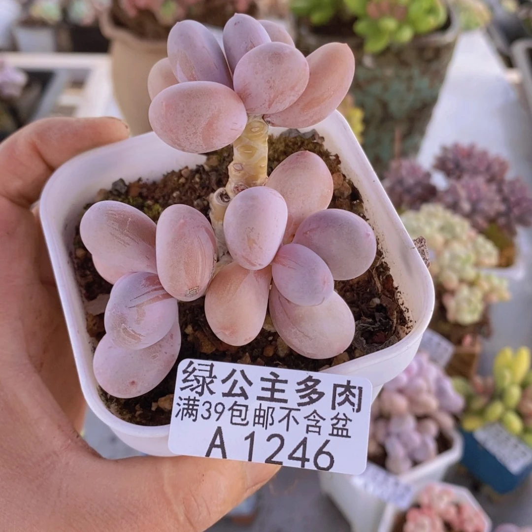 蛋黄奶老桩6cm1246多肉植物