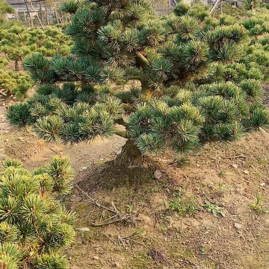 【闪购商品】无花朵用****4