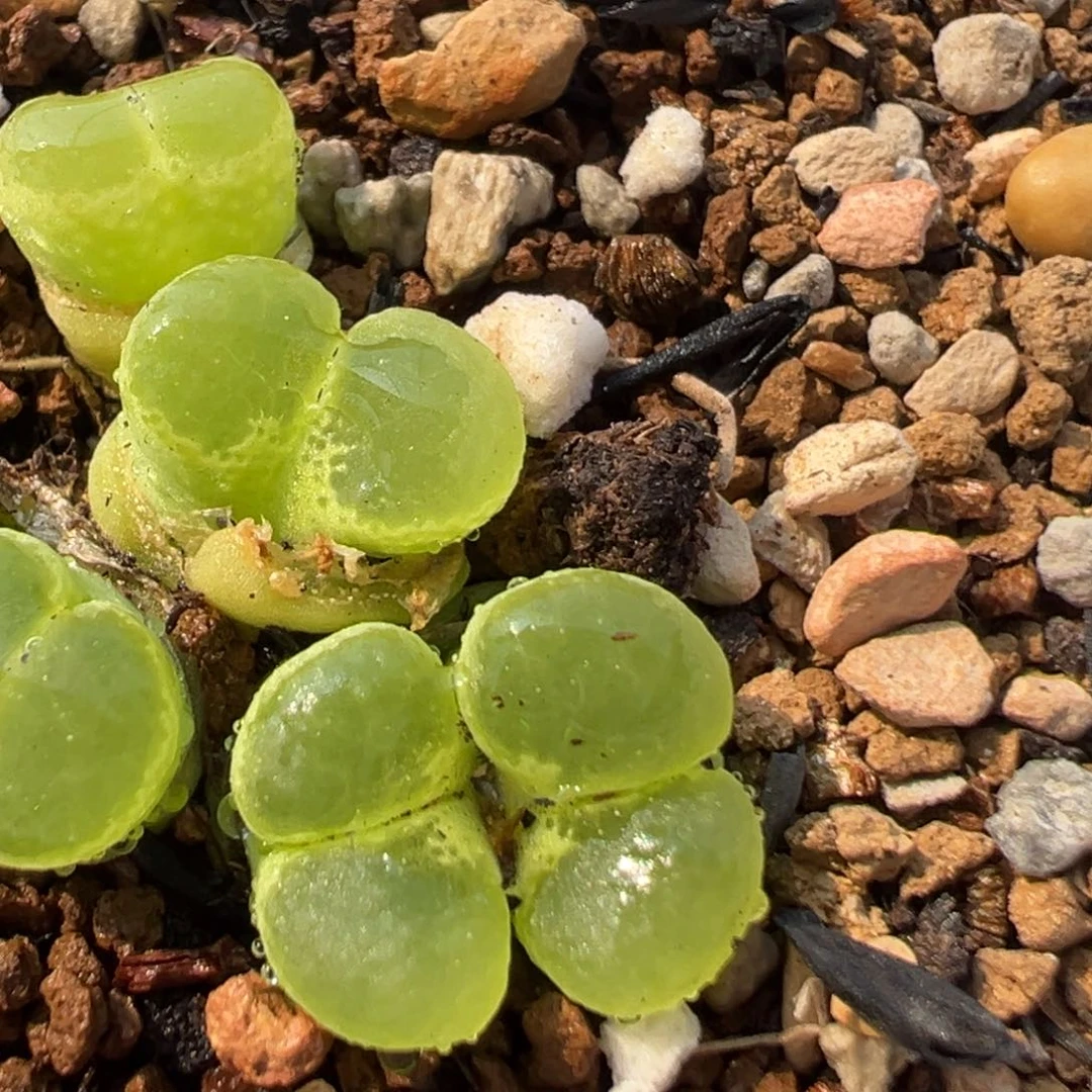 雨****23多肉植物百科知识