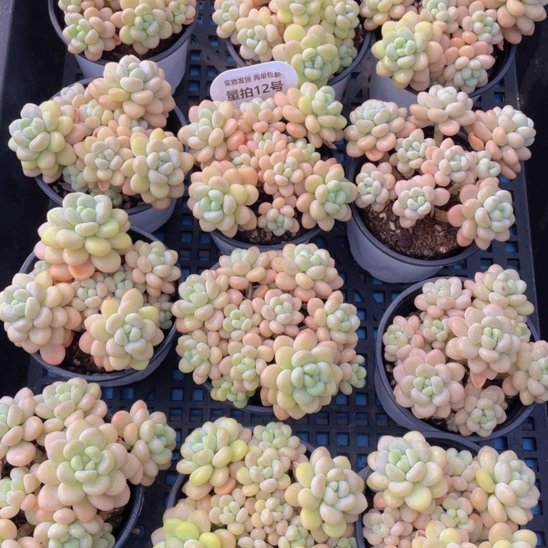 量拍12号洛可可老桩手捧大群生一个