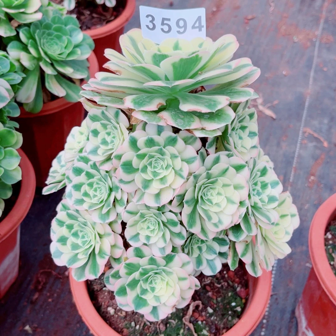 迈巴赫多肉发货发货