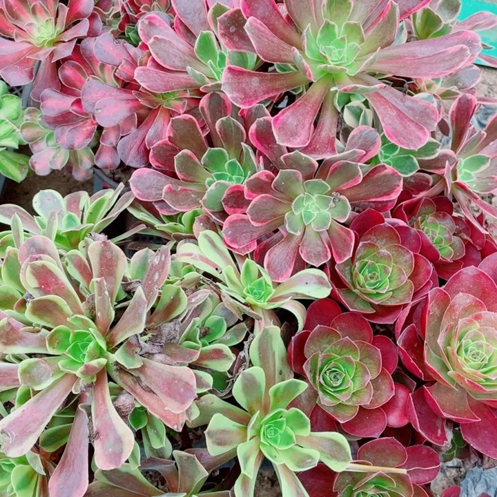 多肉植物组合021