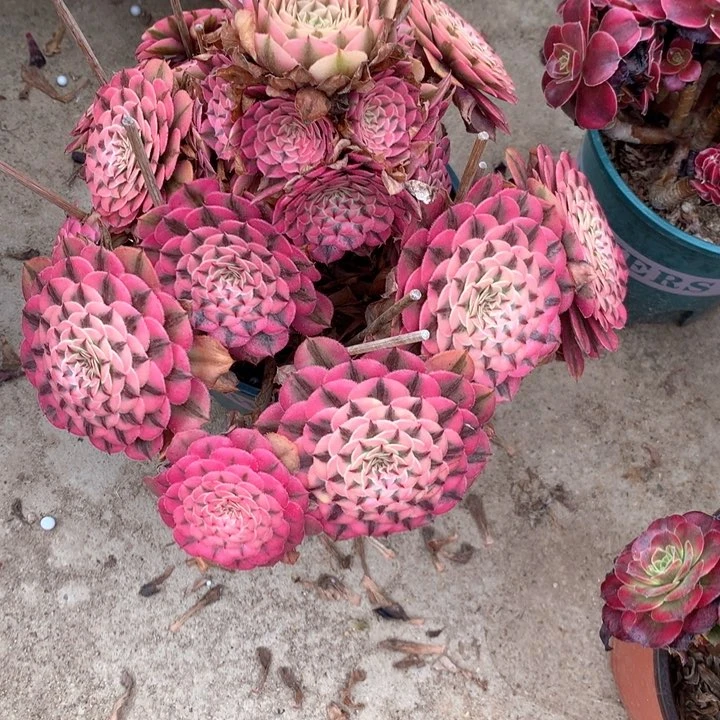 510粉同多肉植物特价不售后