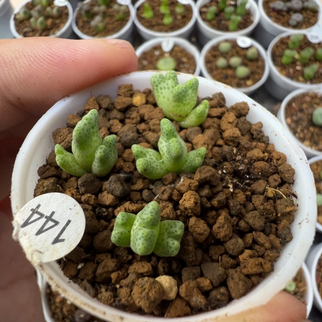 鹿角斑马三头一颗脱土144