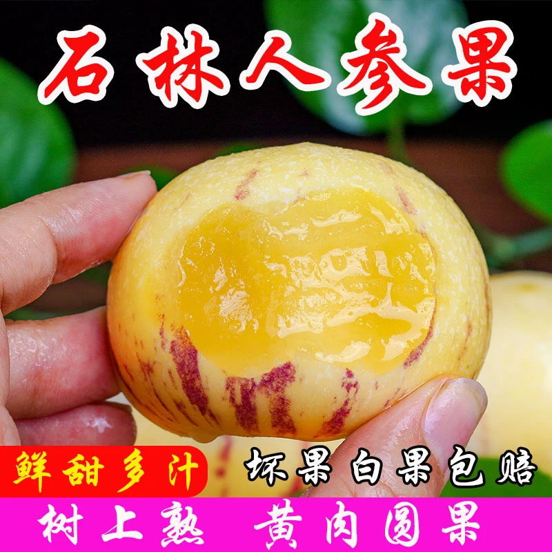 【树熟】云南石林人参果黄肉圆果 现摘长寿果鲜甜多汁3/5/9斤装包邮