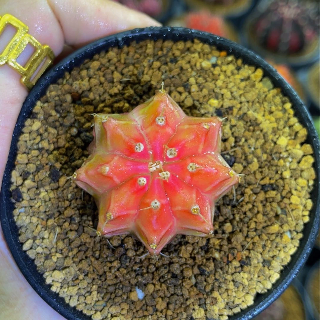 米哈星球0000000000063