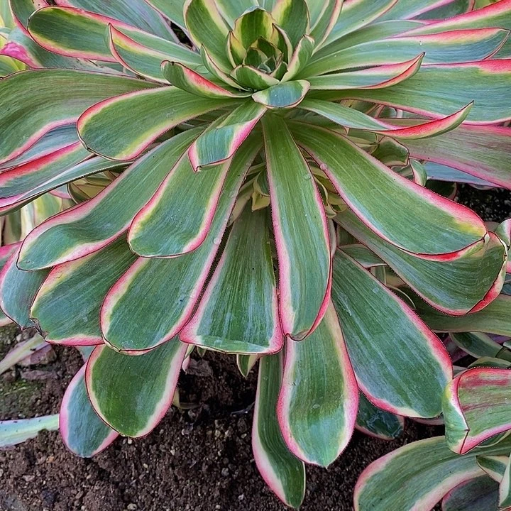 多肉巫毒白674多肉