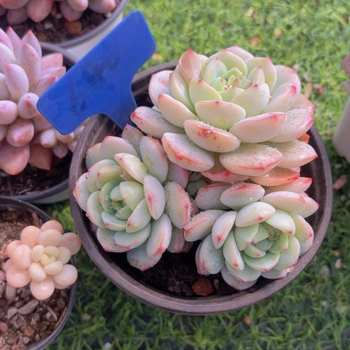 健健康康平平安安