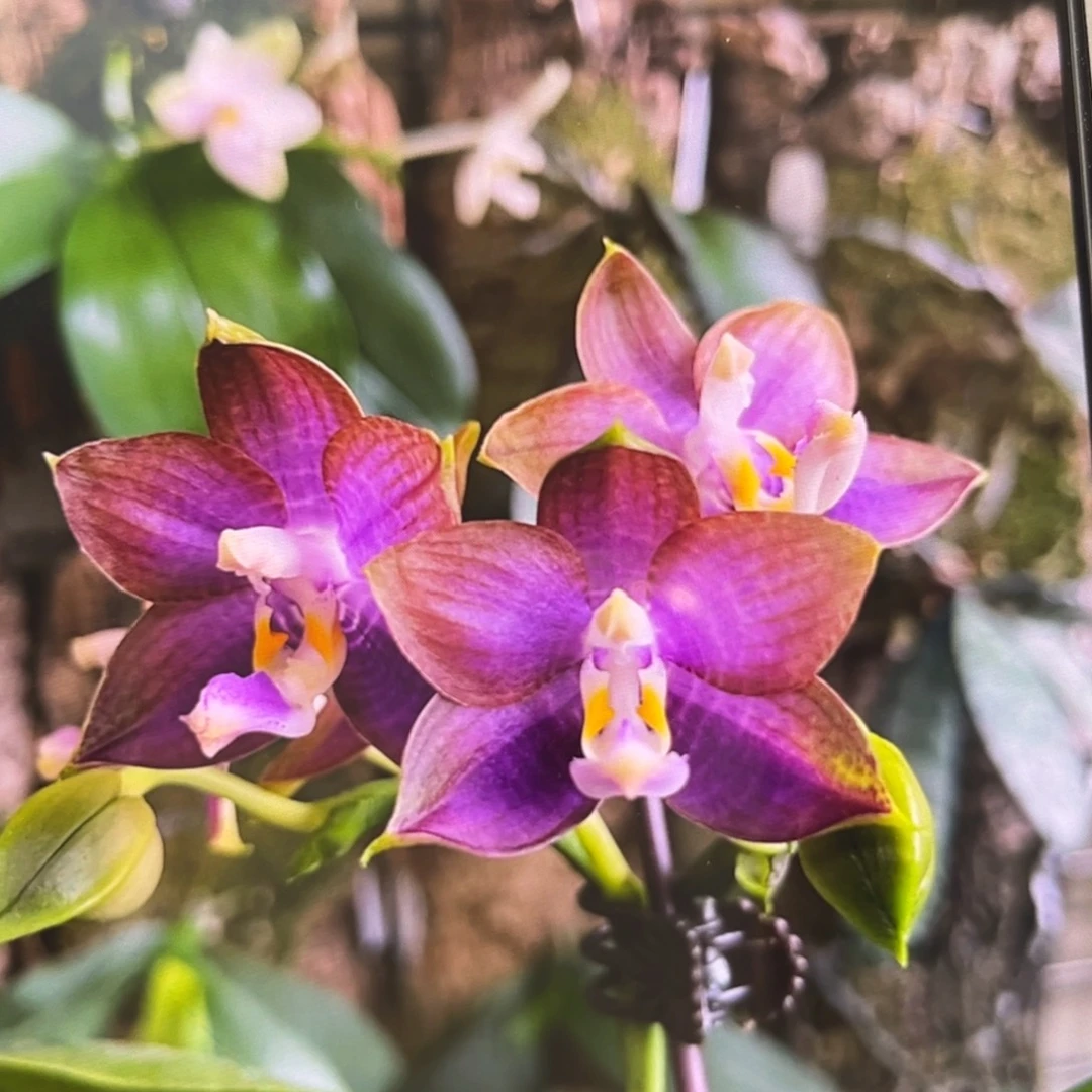 无花朵1.7寸弥陀蓝环分生苗