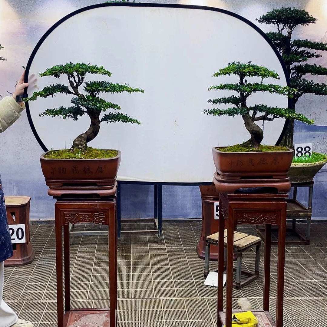 盆景盆景艺术罗汉松