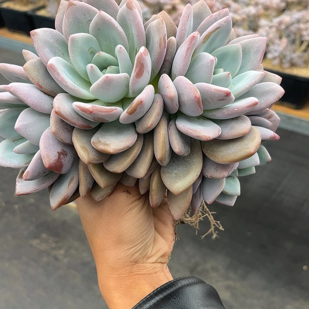 奥橙。