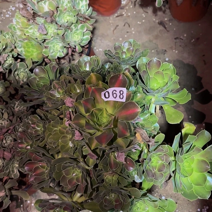 068妖月多肉植物不售后中班