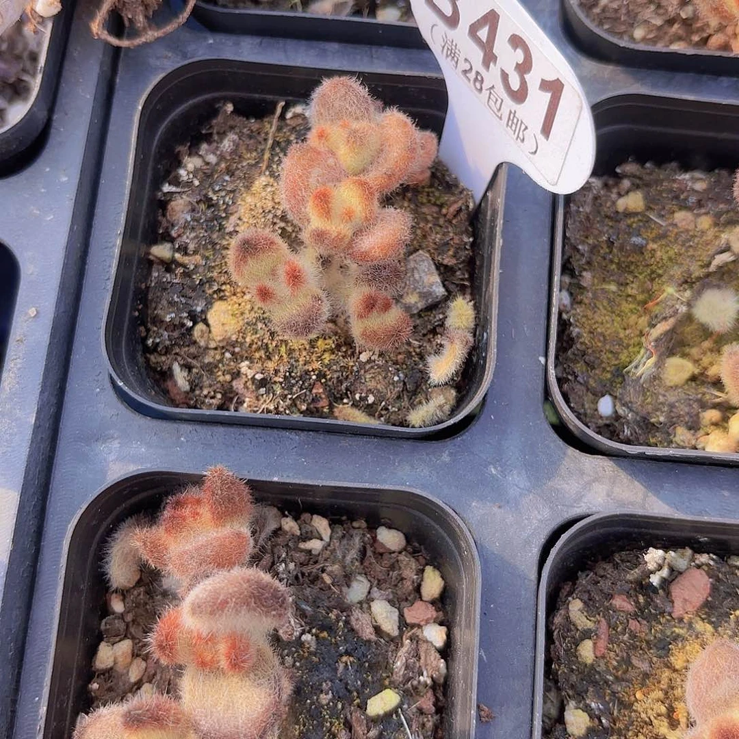 B431泰迪熊一物一拍