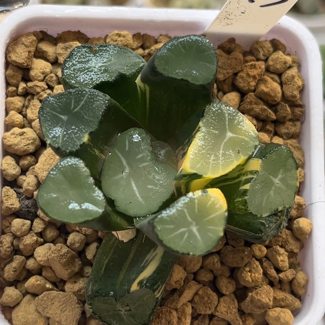 13玉龙万象锦福利专场