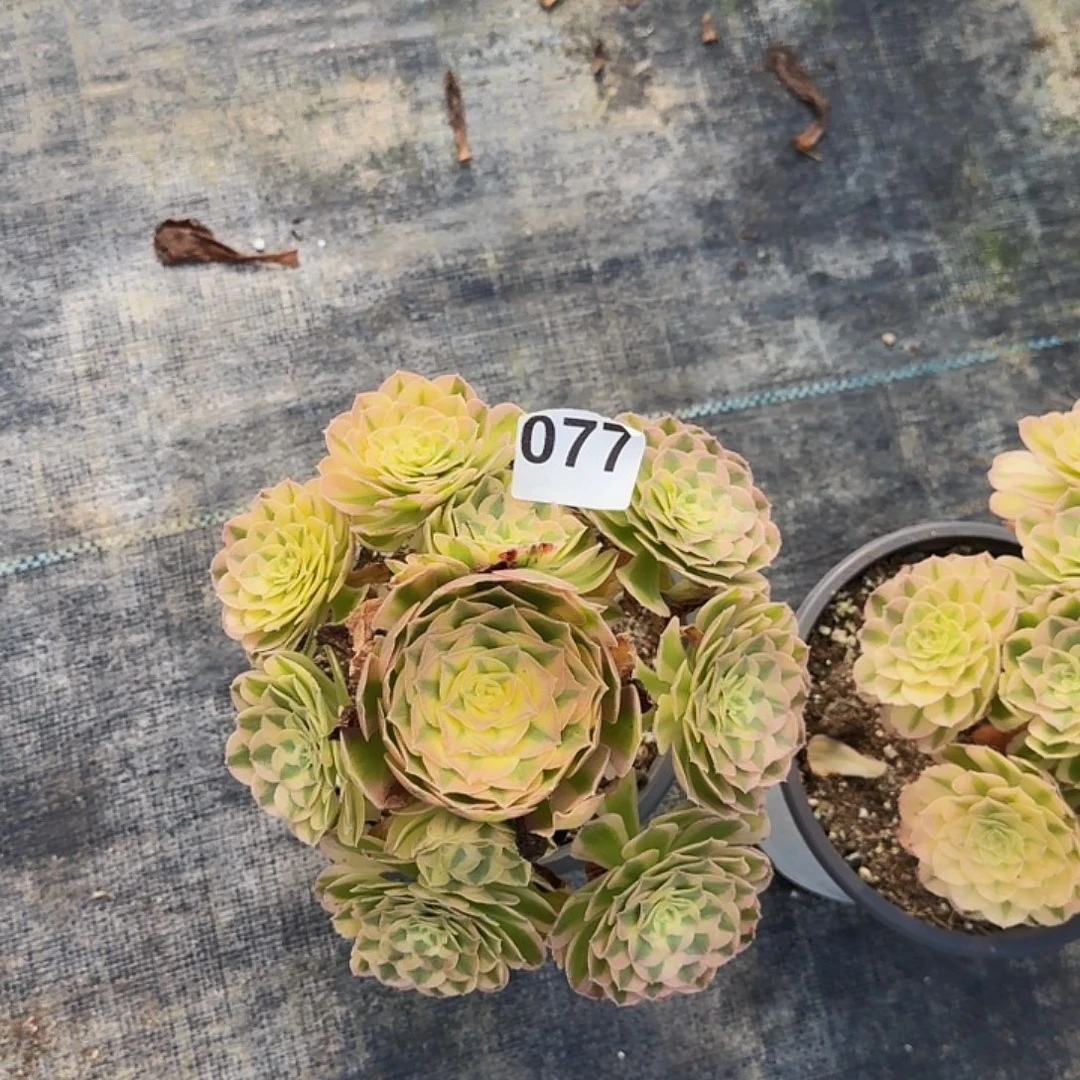 不开花植物077海王