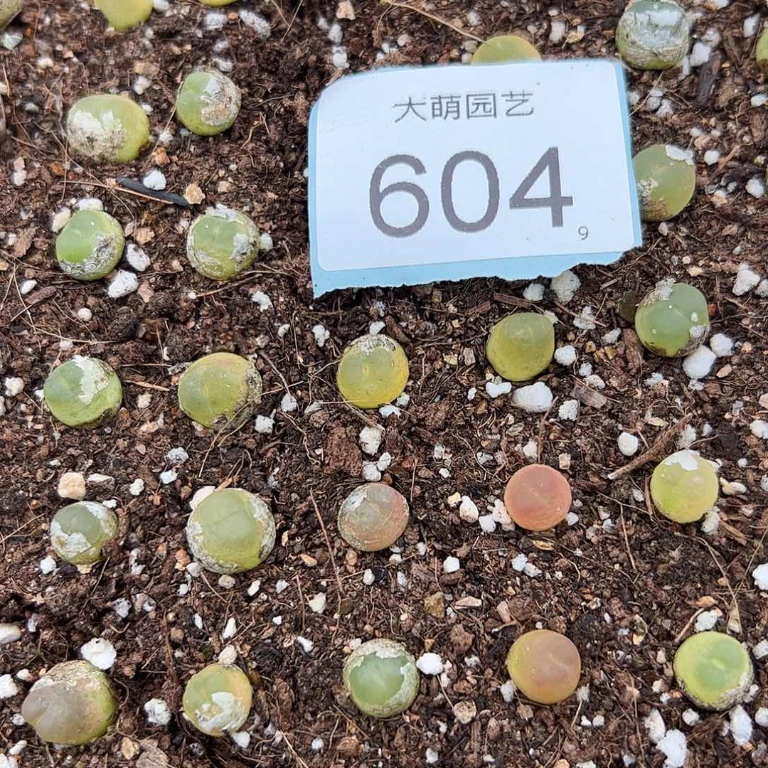 0000604量拍3年拉登1颗尺寸0.9上下