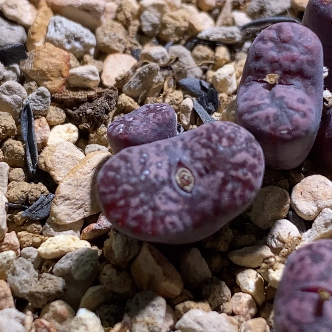 双头马克好看好看