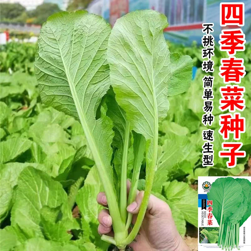 四季春菜种子速生高产阳台盆栽春芥菜甜脆无渣大叶春菜小白菜种子