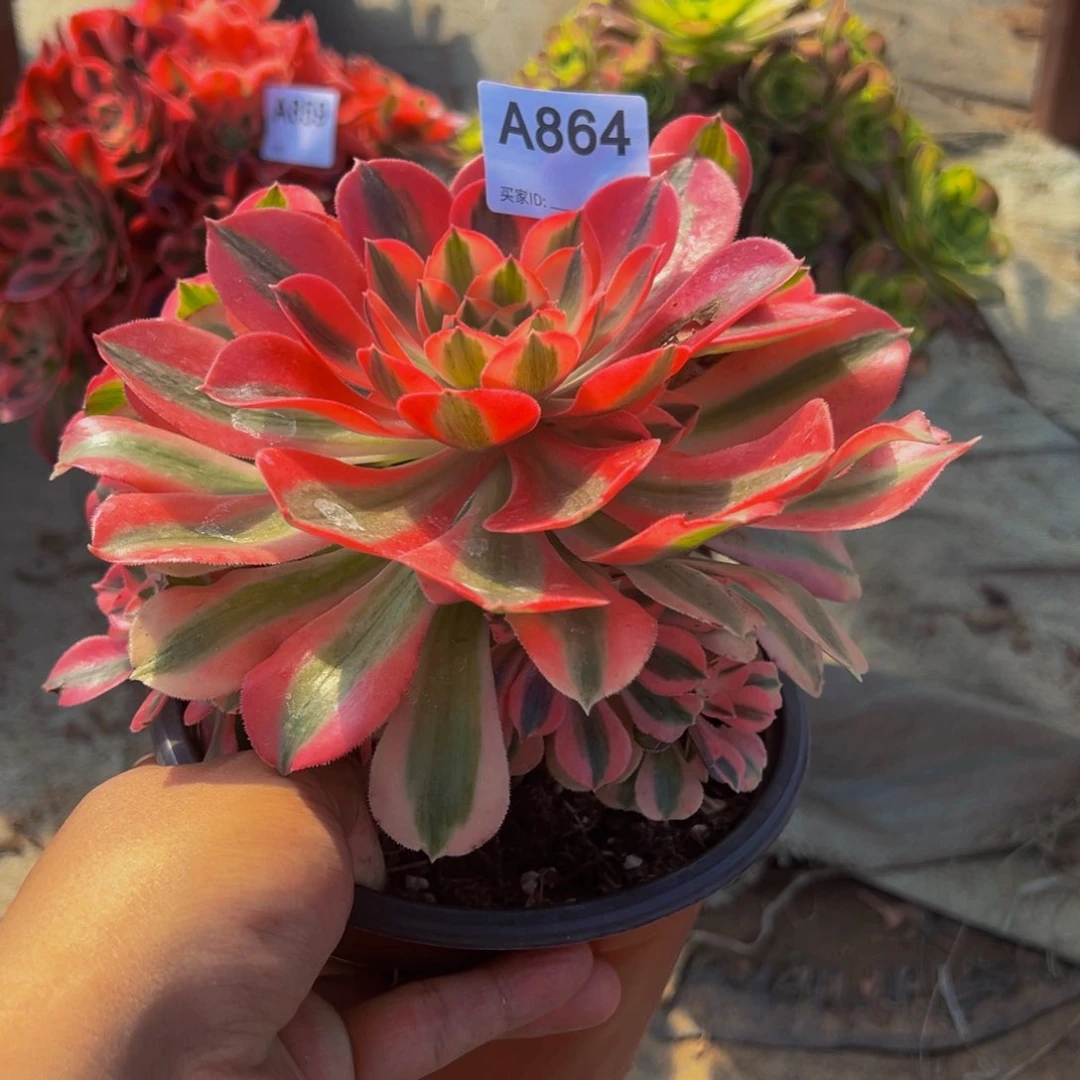 完*864粉女巫法师，多肉植物