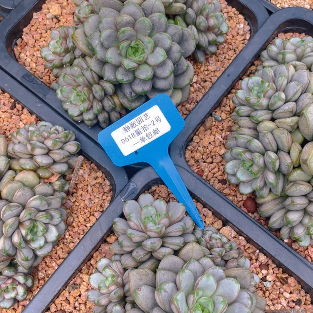 0618-2-大群老桩葡萄一颗