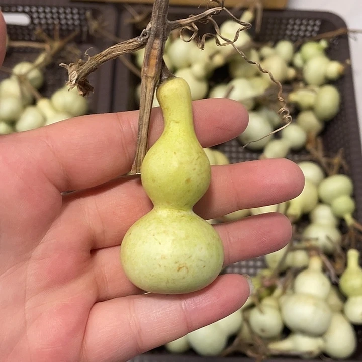 你***好感谢各位大哥支持  青皮不保成