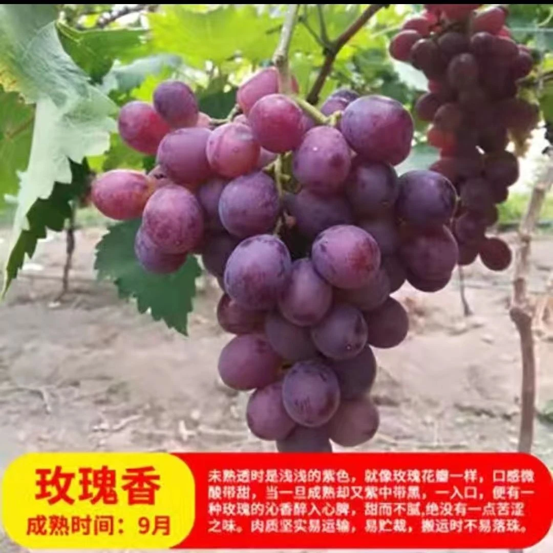 葡萄树苗蓝宝石葡萄苗阳光玫瑰小苗妮娜皇后盆栽地栽嫁接果树果苗