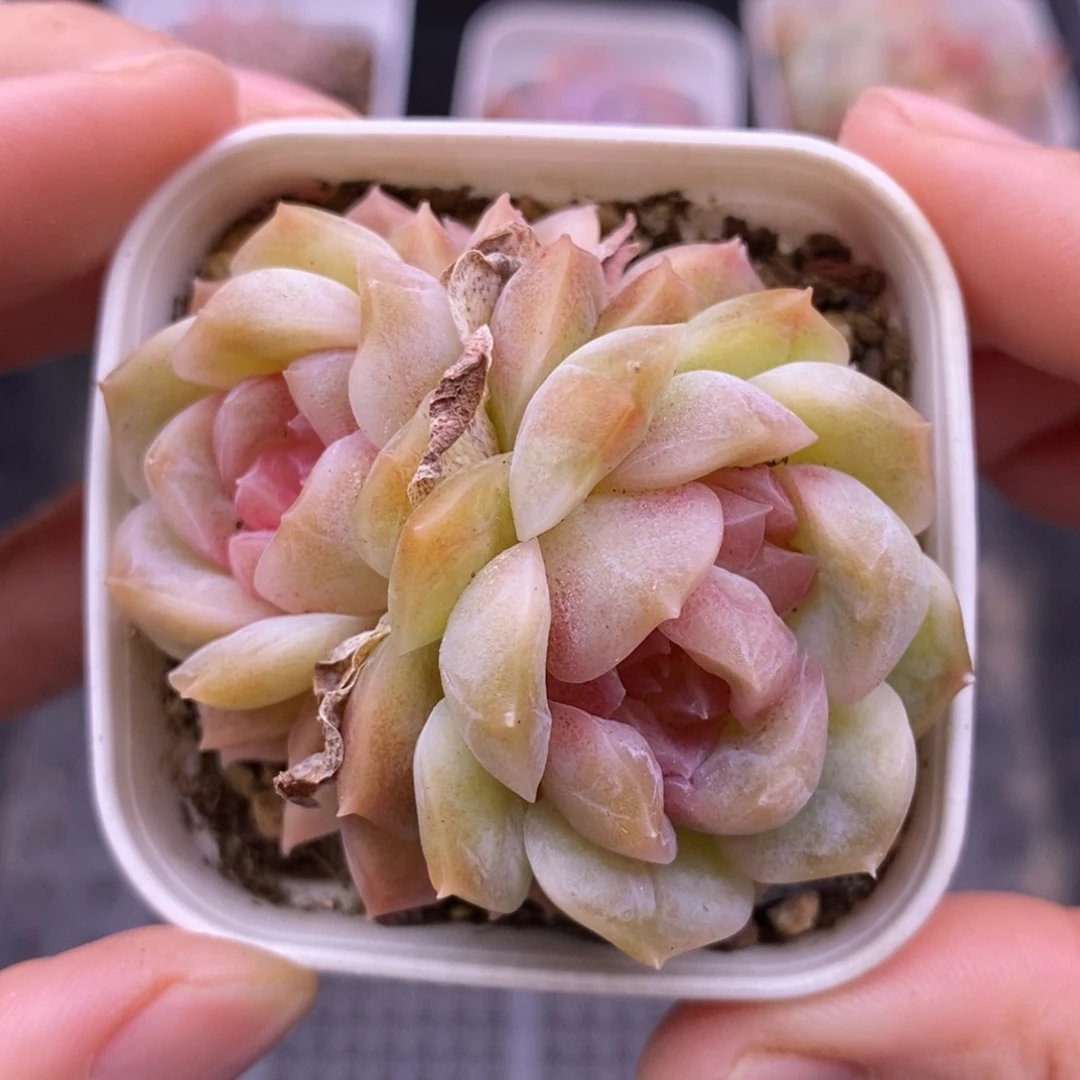 【闪购商品】20-184梦幻泡影
