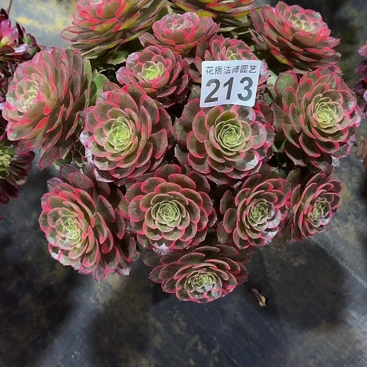 红陶粉花妖2130000