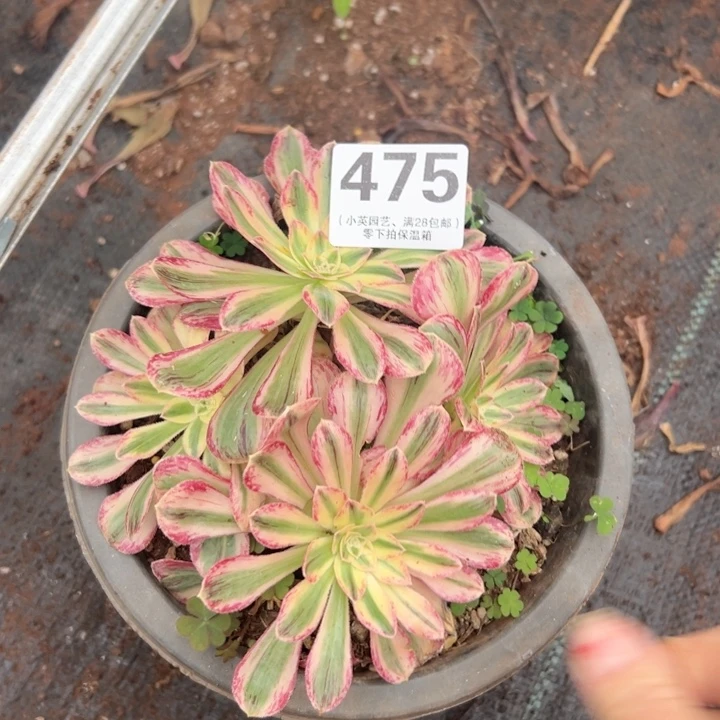 475多肉植物V锦锦