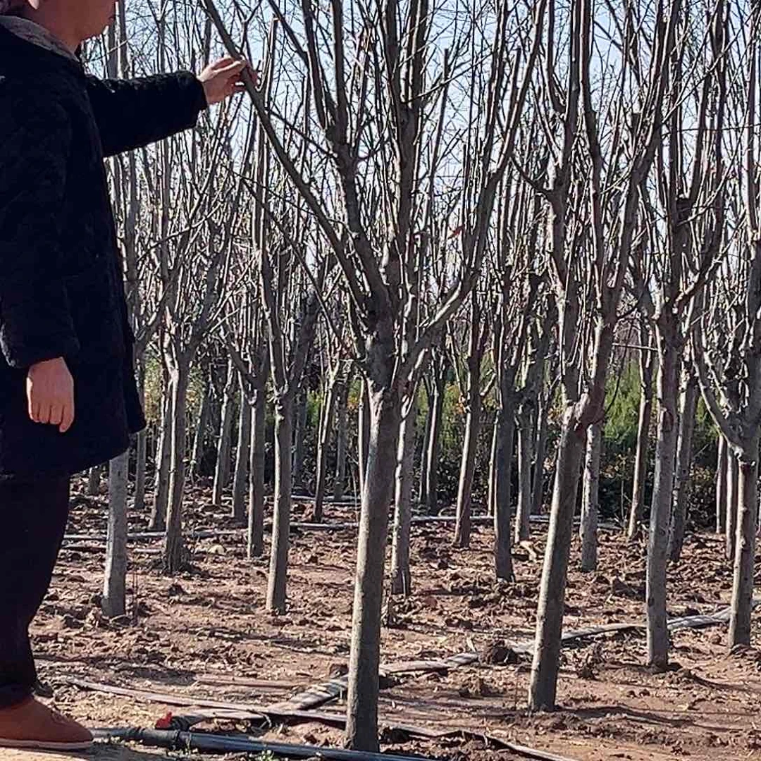 海棠花树苗一物一拍9999