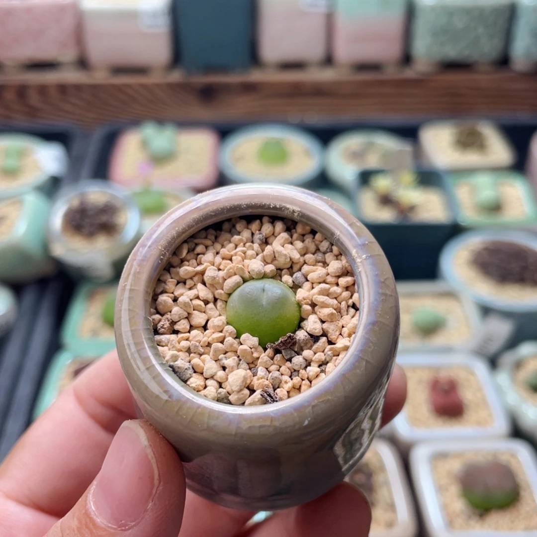 全部花朵3262-一物一拍 带盆