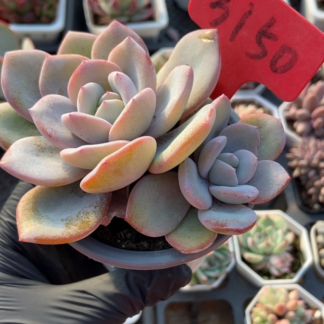 3150奶茶多肉植物