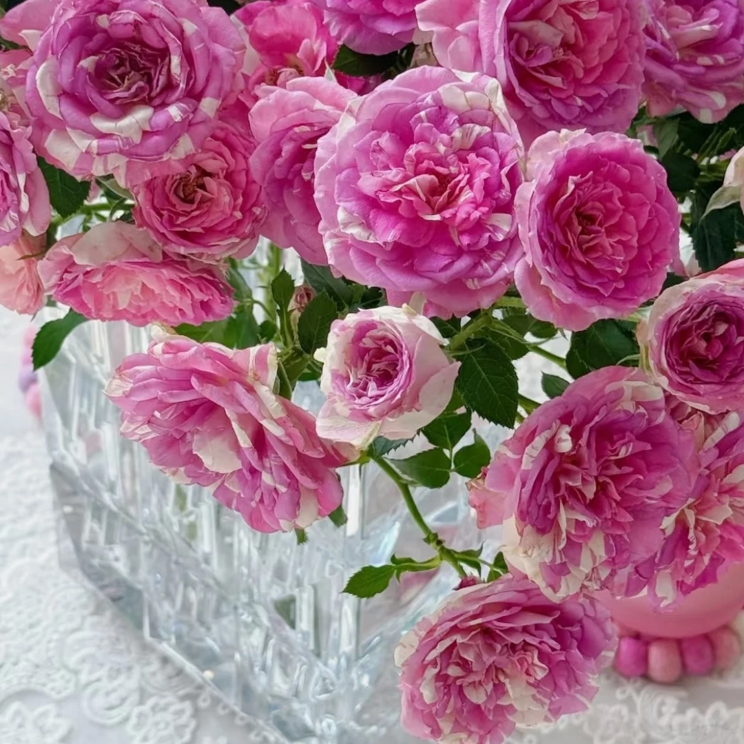 【云之卉】蓬蓬裙 多头玫瑰