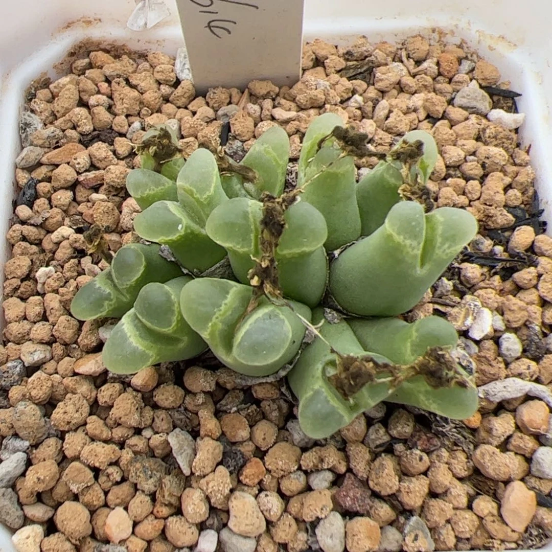 0207号奶瓶 多肉植物