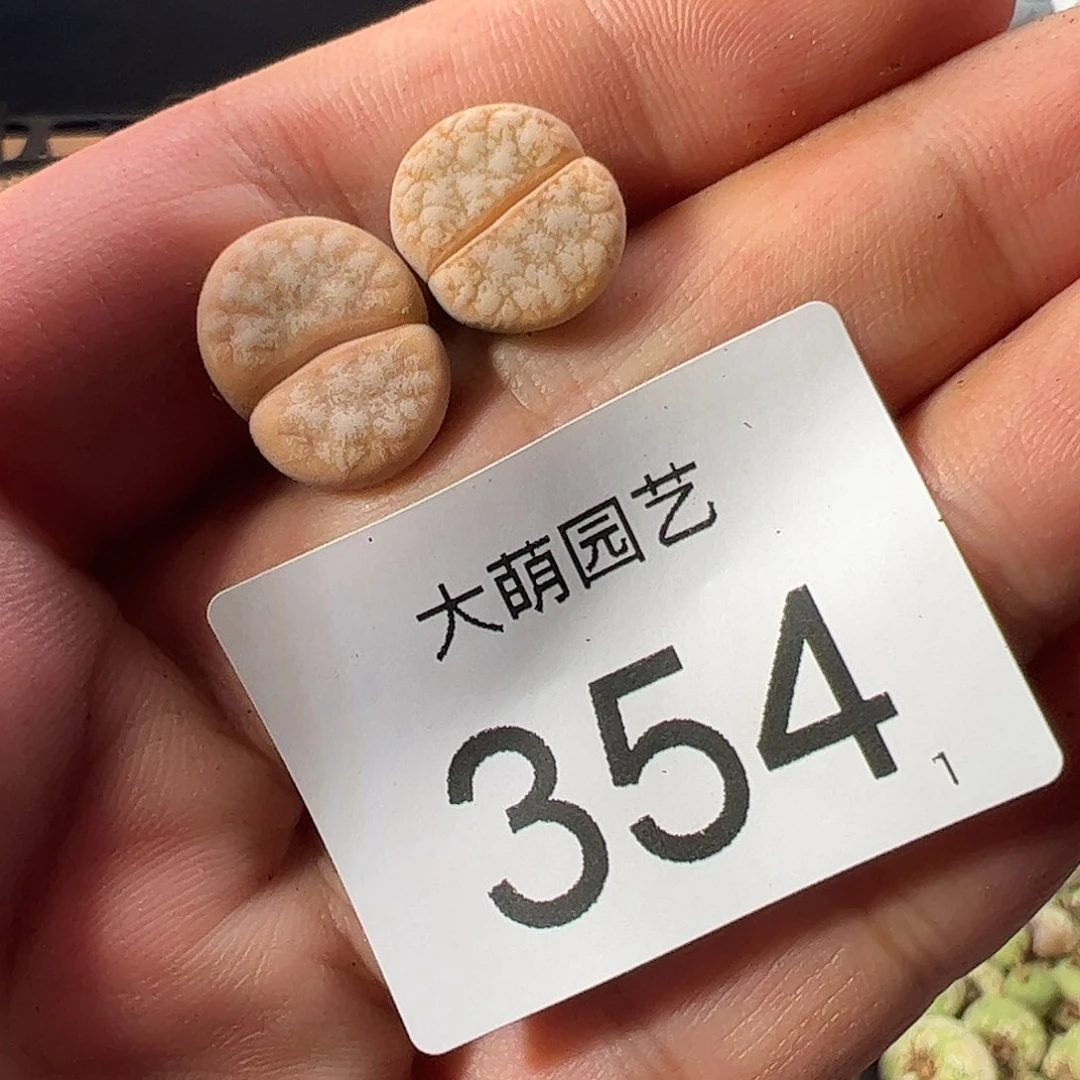 0000一物一拍。  354