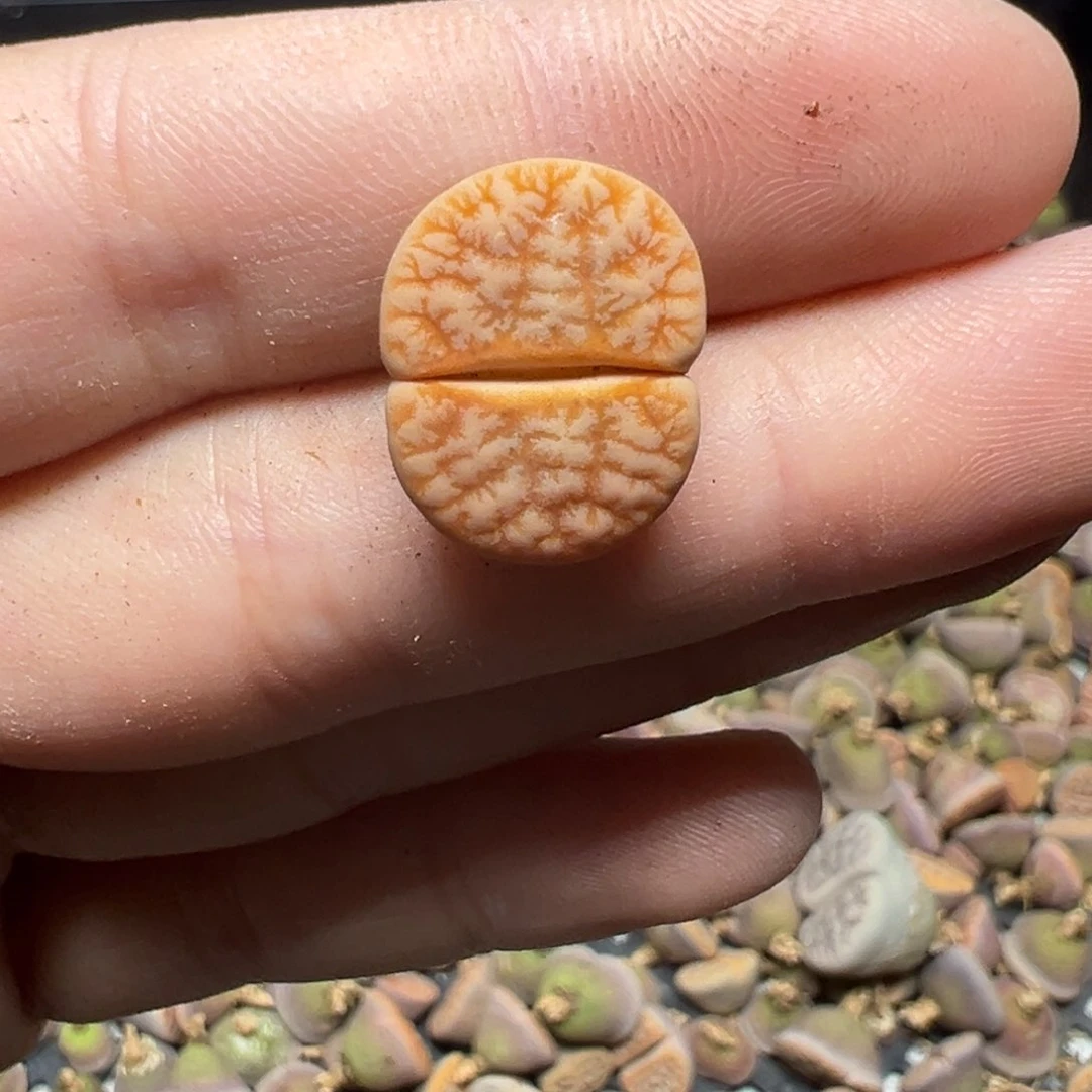 【闪购商品】739……