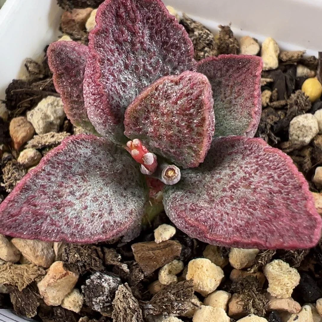 实生新品多肉植物水泡