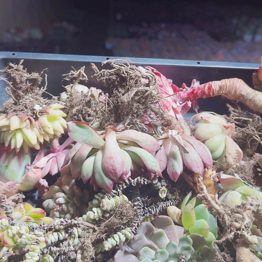 幸**棚满20包邮零下拍保温箱68号无售后