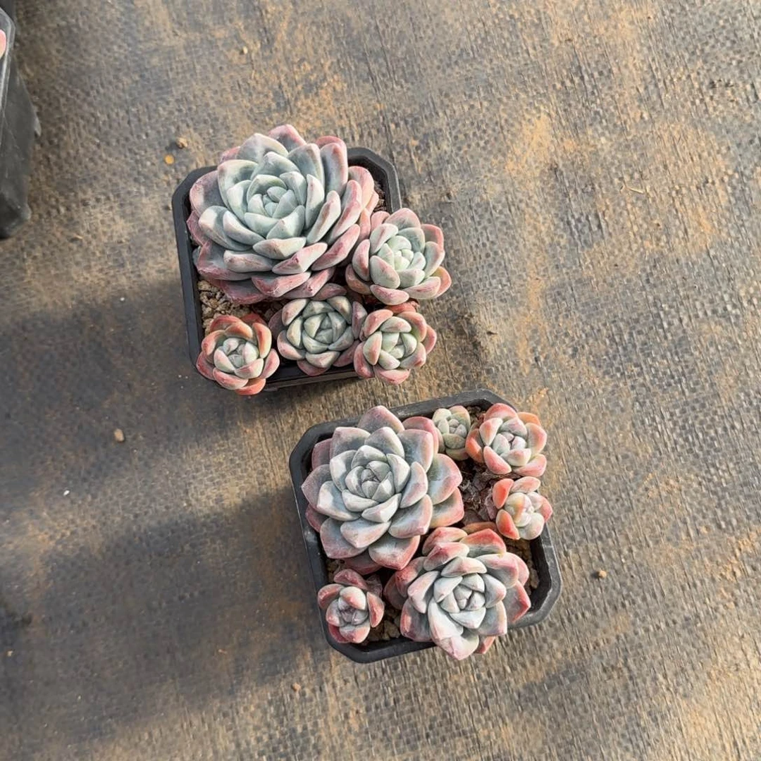 w****y2颗一起一物一拍的