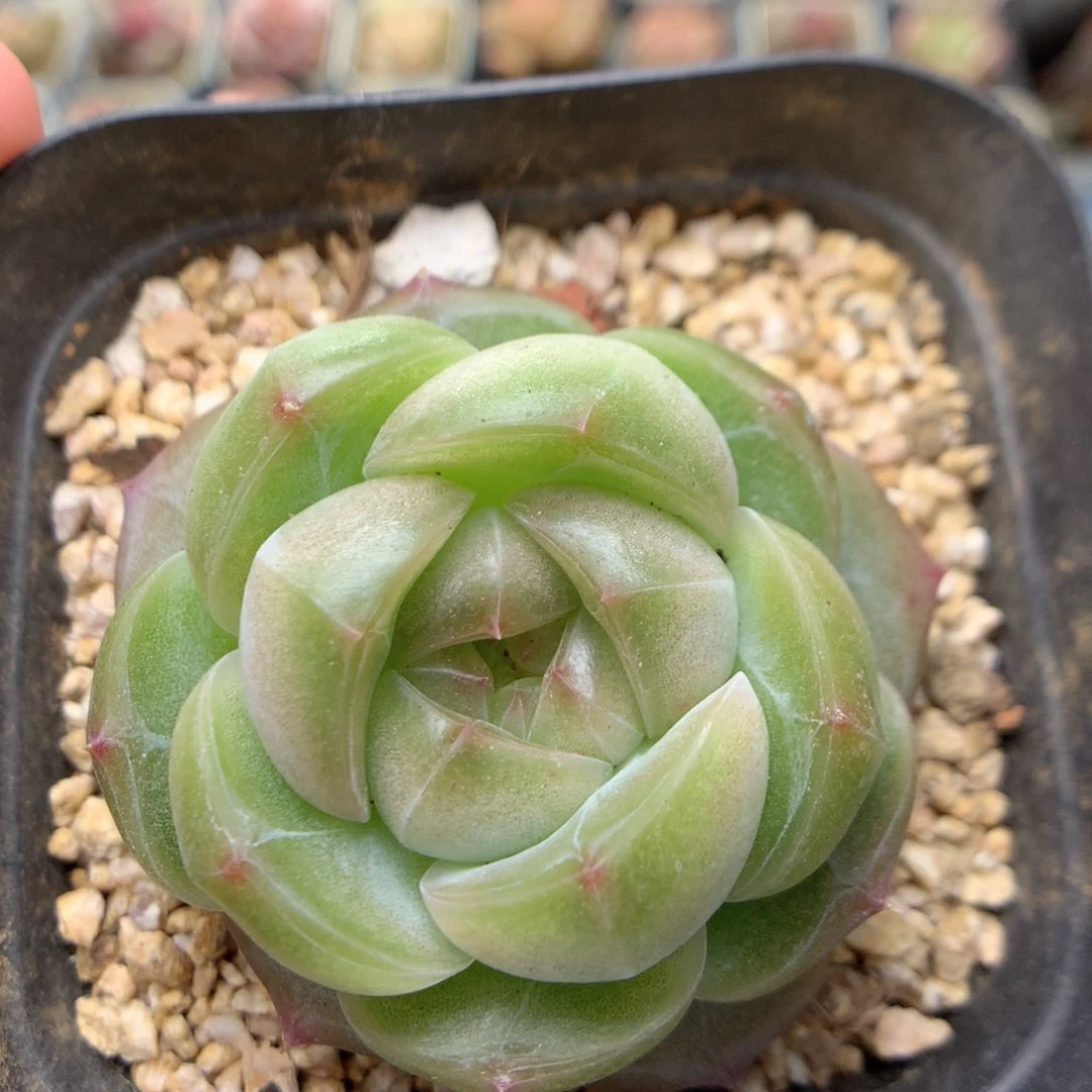 C50优选珍妮y y y y y y y