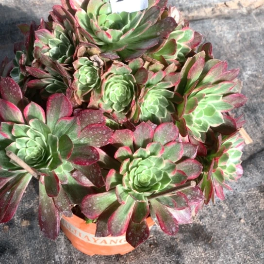 小***.多肉植物海鲜161