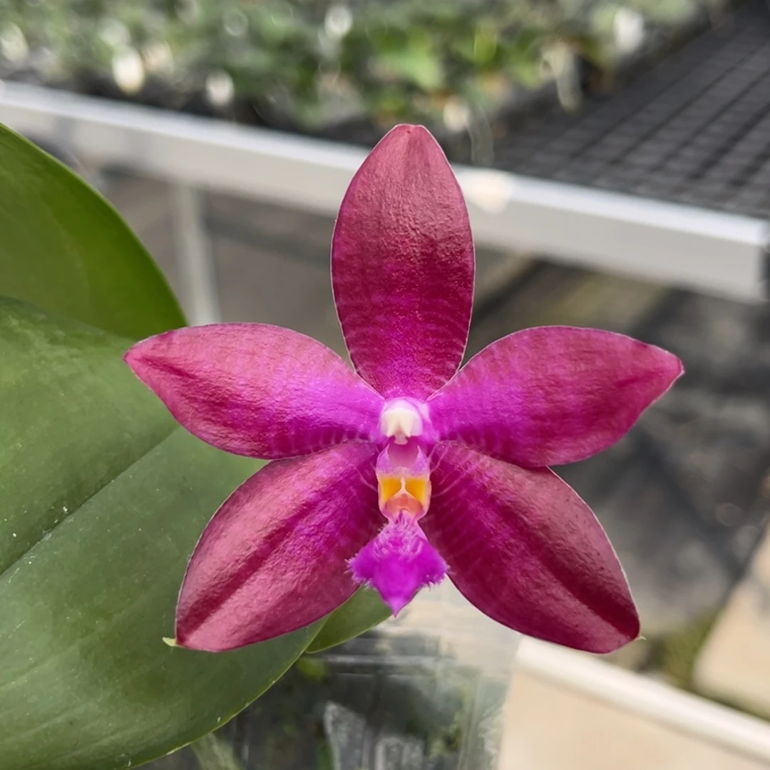 完全开放2.8寸大花路德开花株