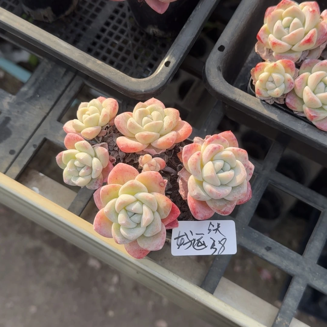 ?****好运连连冰玉5头38元