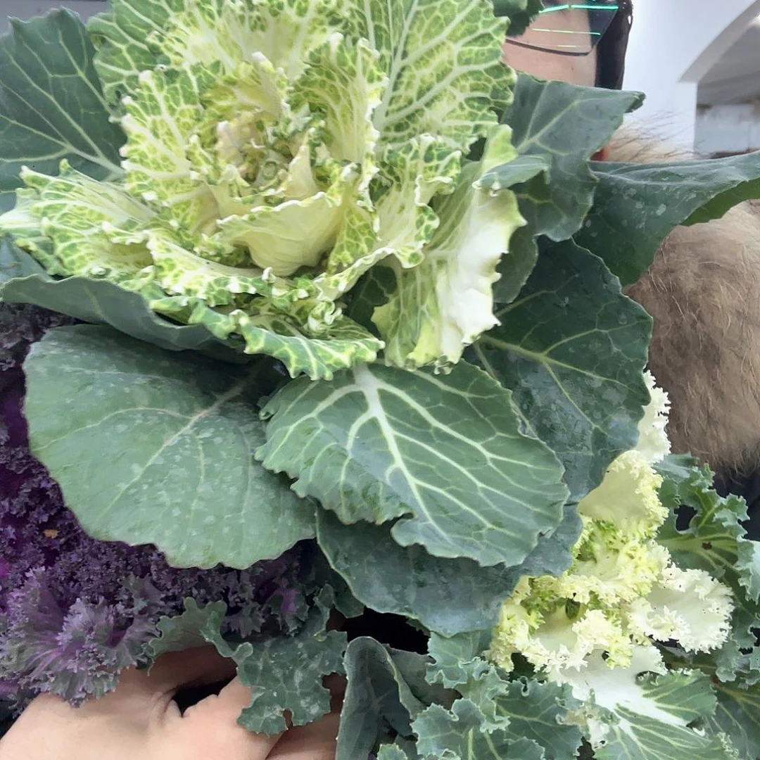 全部花苞羽衣甘蓝4盆四色