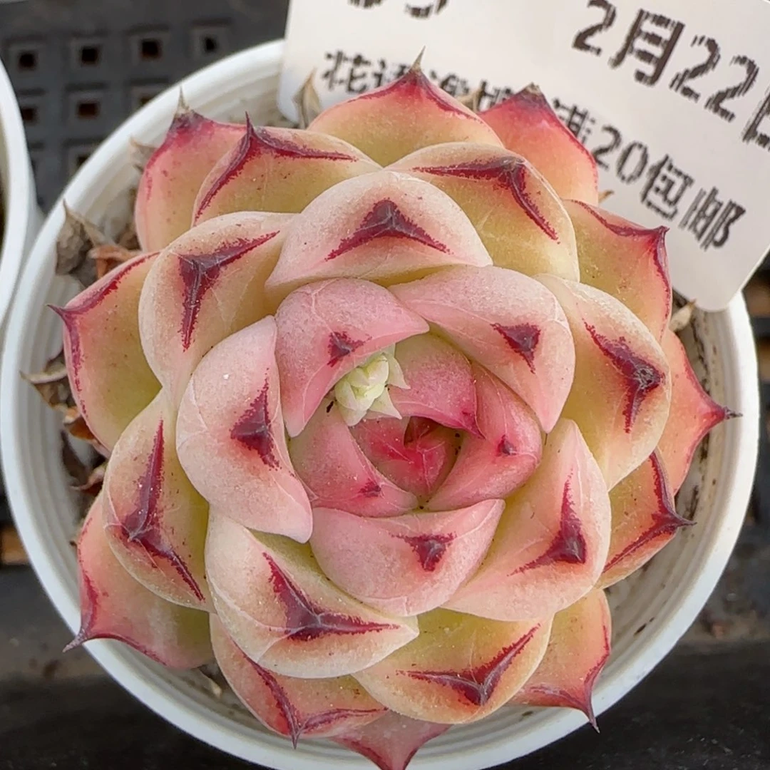 花语逸境0222-99