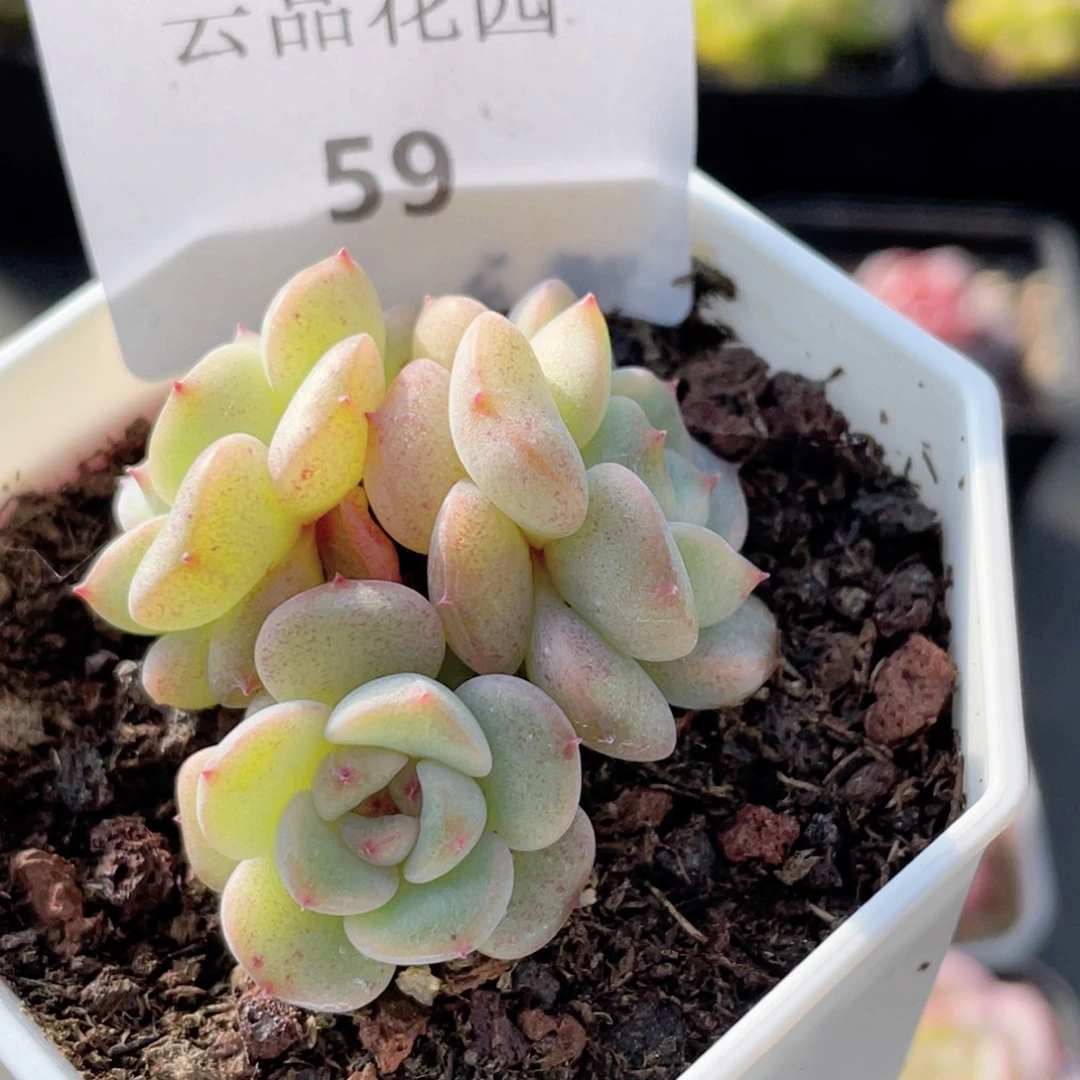 尐****59号糖心冰心珍妮