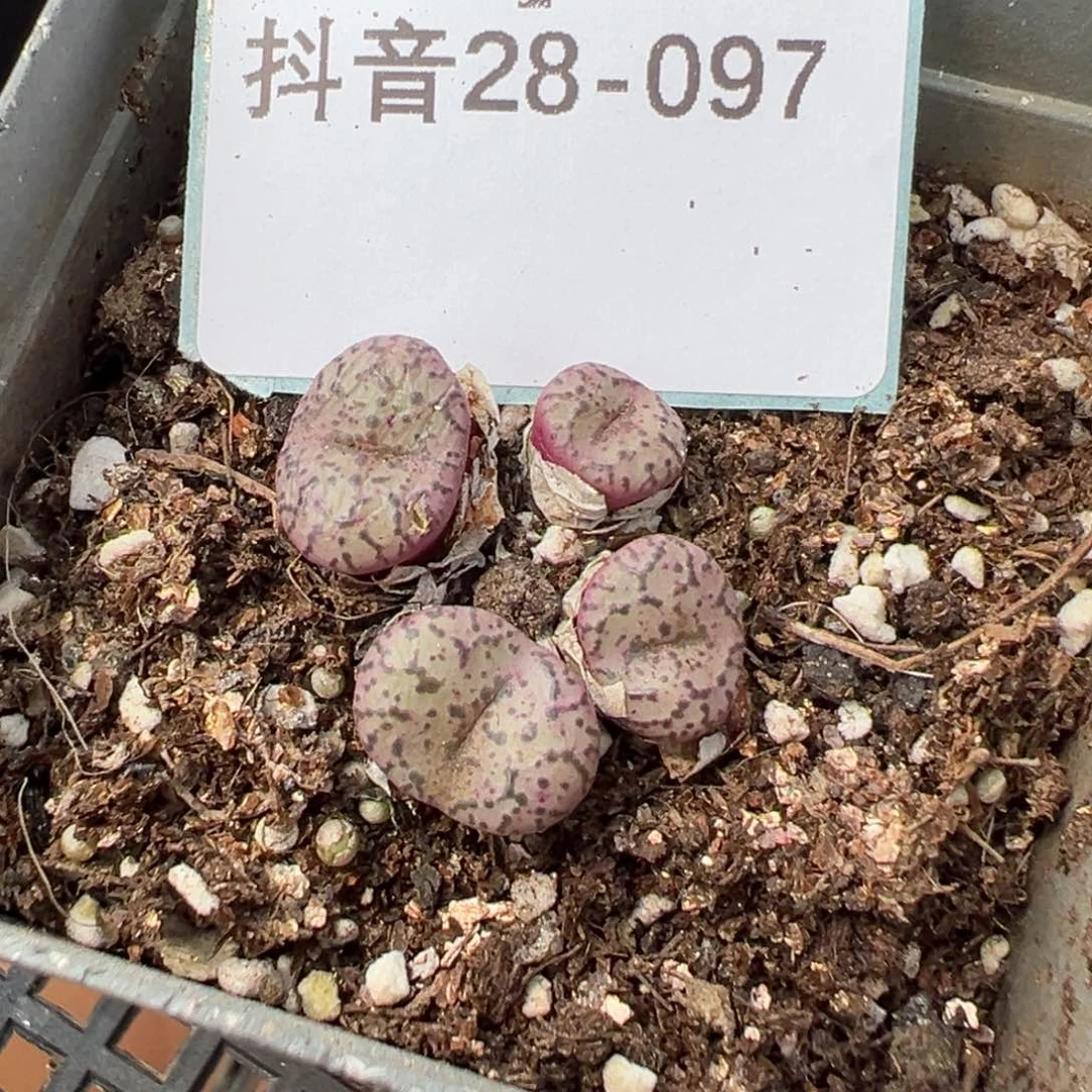 28-97肉锥多肉植物，