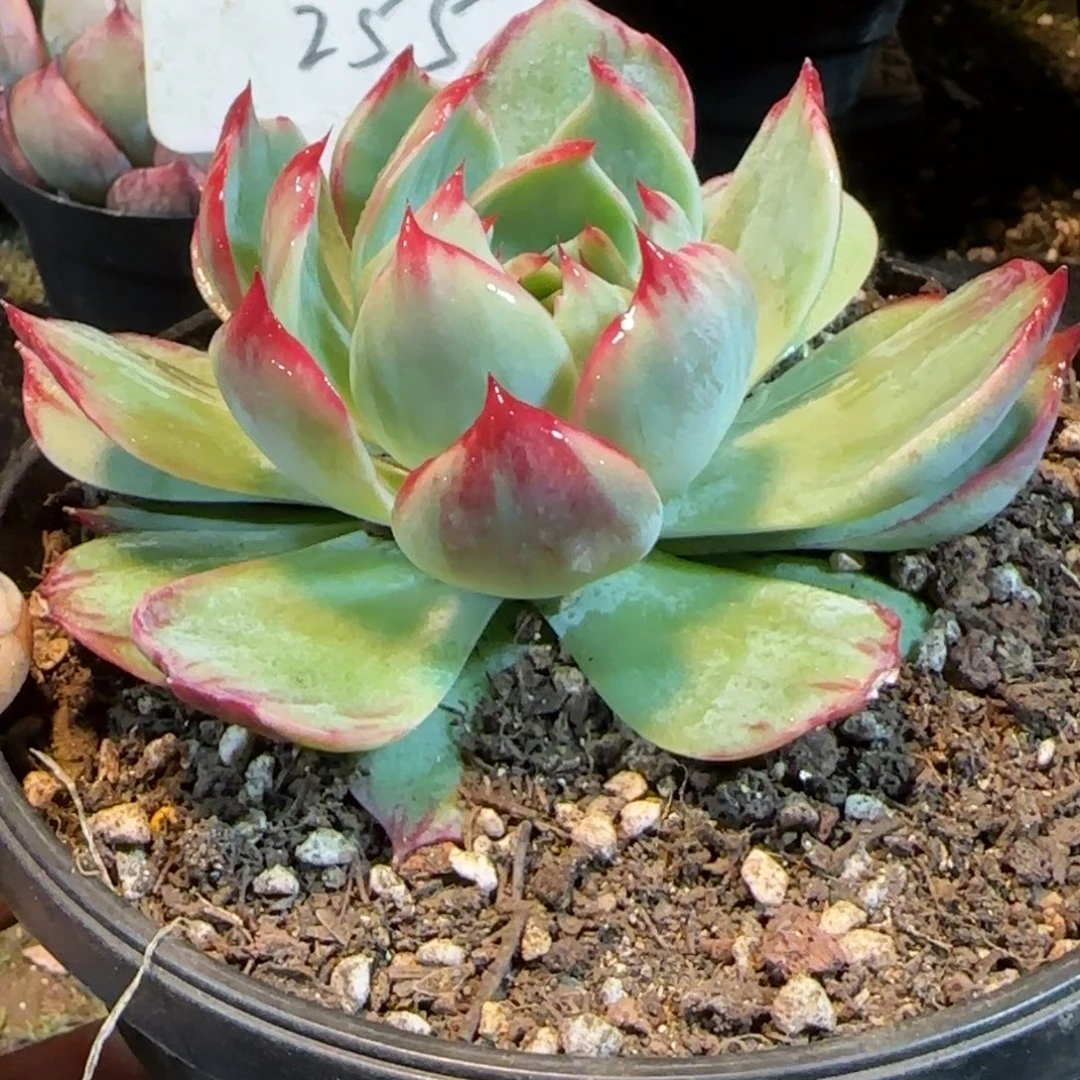 花脸拉丝惊鸿一物一拍包装收缩花旱255