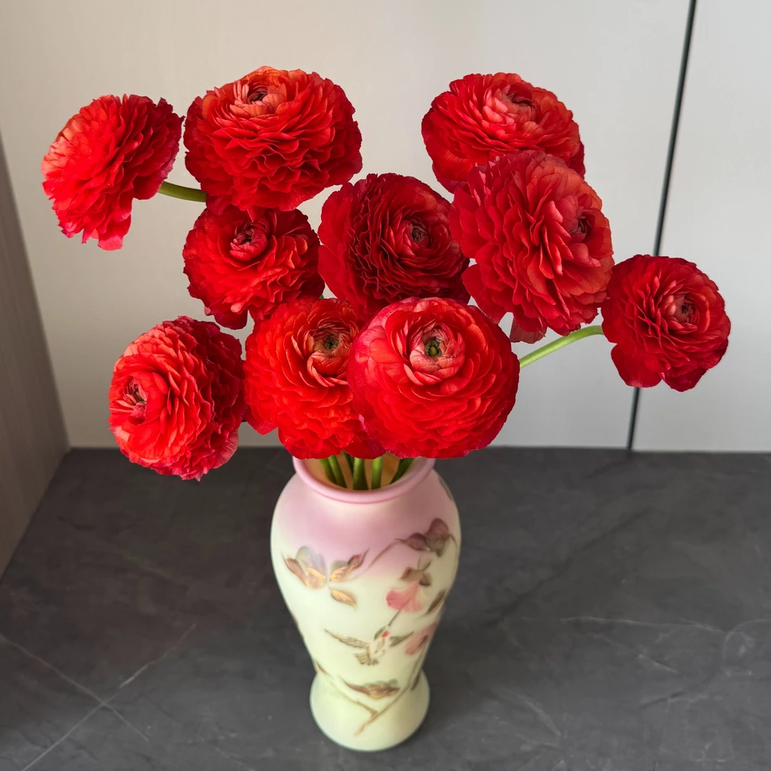 红色洋牡丹5枝-鲜切花-京东物流今天下单明天送达-任意两单及以上京东包邮配送上门