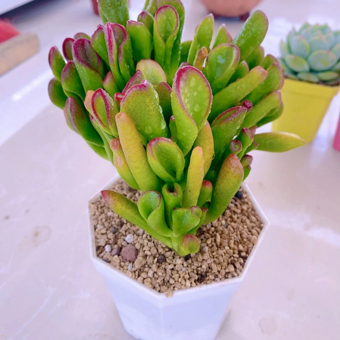 多肉植物组三吸财树送八角盆土多肉盆栽
